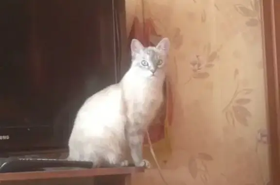 Пропала кошка Айко в районе домов 45-46 и Карла Маркса 20 в Дно, Псковская область