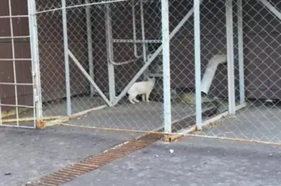 Белый кот с разными глазами на ул. Универсиады, Казань