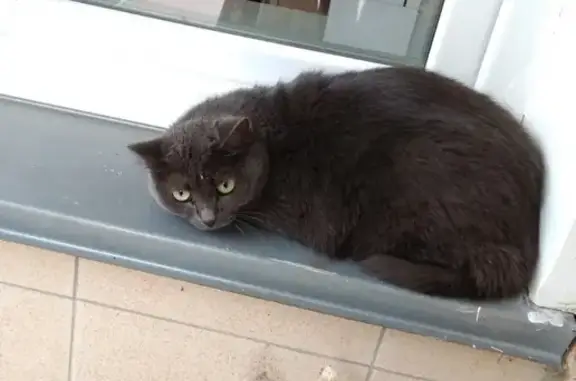 Найден породистый кот возле института ЖД в Абакане