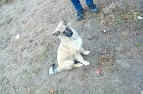 Пропала собака в Нижневартовске, помогите найти!