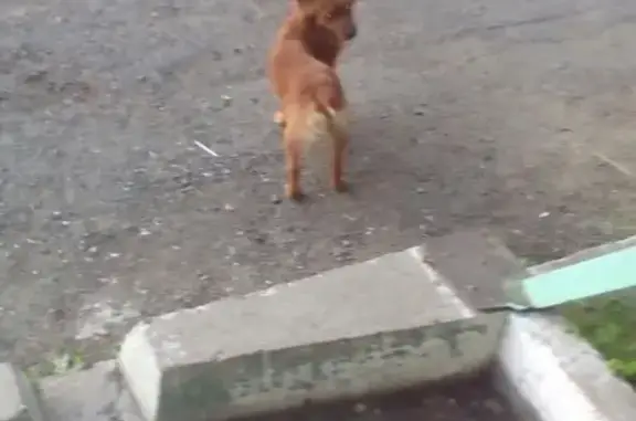 Найдена собака на ул. Некрасова 23, Абакан
