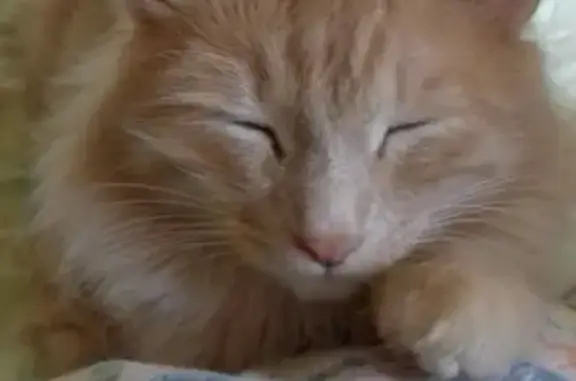 Пропал кот Рыжик в Боровске на Розы Люксембург