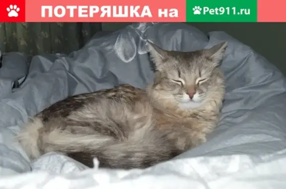 Пропала кошка в д. Левино, Соликамск, вознаграждение