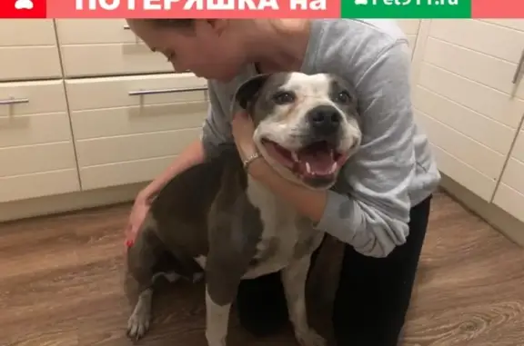 Найдена ухоженная собака в Солонцах, Красноярск