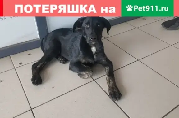 Найден щенок у магазина Окей на пр. Ленина, 113