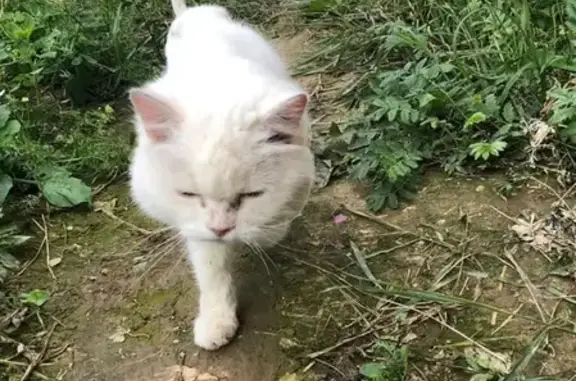 Найдена кошка в Подольске: контактный кот ищет хозяина