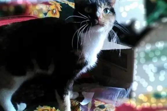 Пропала кошка Манюня в Тайшете, нужна помощь!