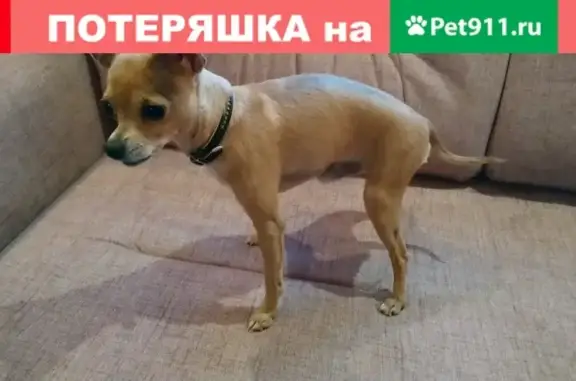Найдена собака на ул. Копытова, Мурманск