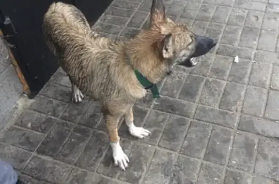 Собака потерялась на Гаугеля, Нижний Новгород