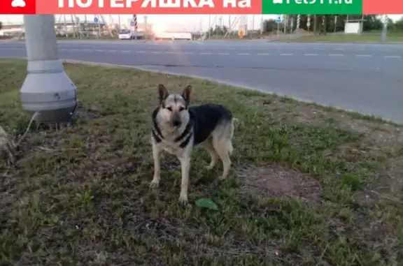 Собака на Старокалужском шоссе