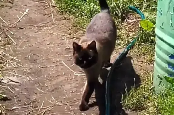Пропал сиамский кот в Красноярске, Ленинский район, ул. Глинки.