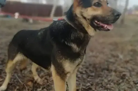 Собака найдена во Фрязино на Старокалужском шоссе