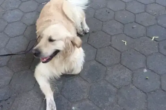 Найдена собака в Центральном районе, ждём хозяина!