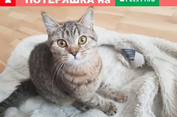 Найдена кошка в Березовском, Гагарина 25