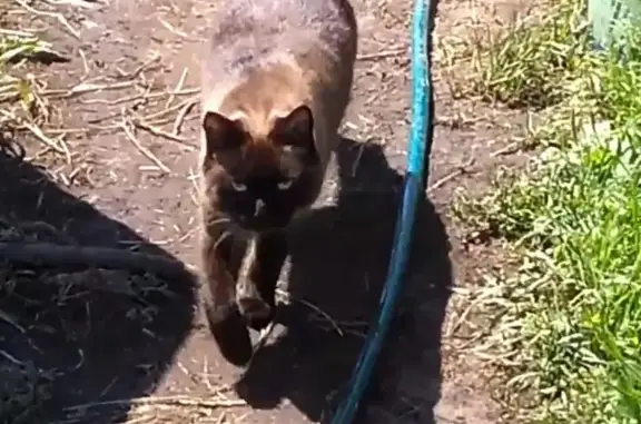Пропал сиамский кот в Красноярске, Ленинский район, улица Глинки.