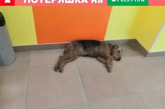 Собака Малыш на Гагарина, Сургут, требуется помощь