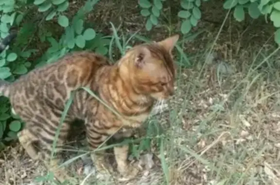 Найден кот на улице Привольная-5 в Белгороде