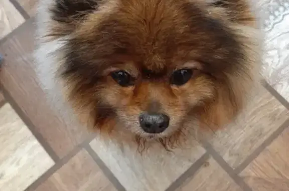 Потерянные животные Сургут, фото: Пропала собака возле СОК #8, ул. 7, ХМАО, Сургут