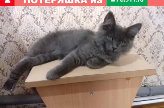 Кошки потеряшки, Тамбов, фото: Потеряшка котёнок на ул. Астраханская 21, Тамбов.