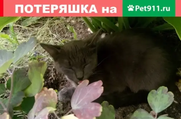 Найдена кошка в районе м. Филёвского парка