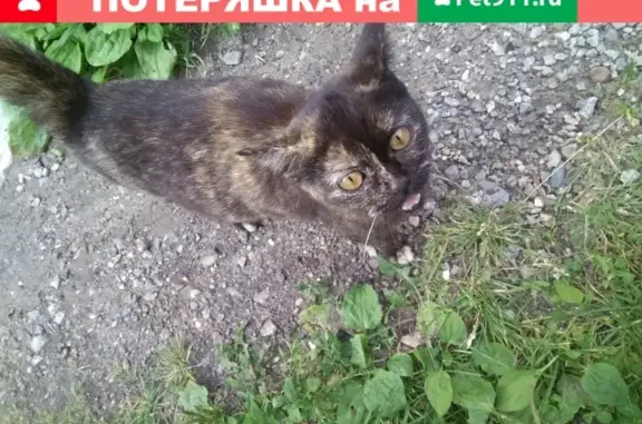 Найдена молодая кошка в Тюмени, район Парфеново