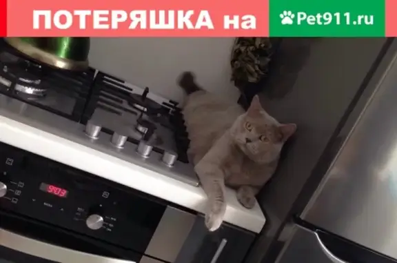 Пропала кошка на Куйбышева 49, Воскресенск.