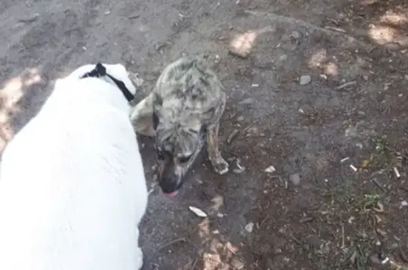 Собаки потеряшки, Калининград, фото: Потеряшка собака Апи на улице Словенской