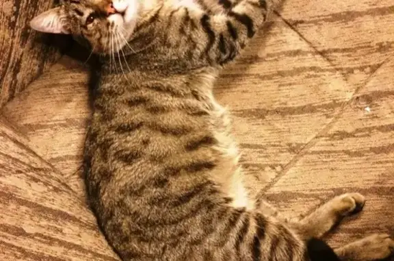 Потерянные животные Москва, фото: Пропала кошка Бася в районе м. Академическая и м. Нагорная, Москва