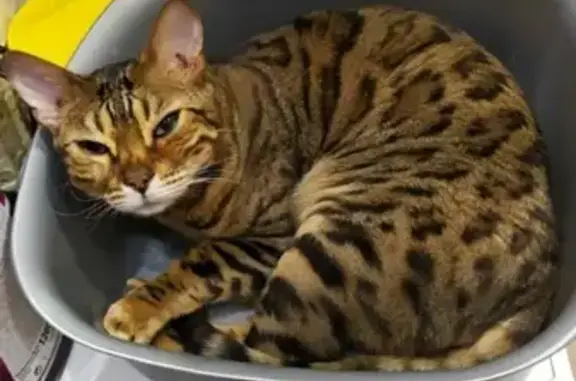 Пропала кошка бенгальской породы в СНТ Обнинское