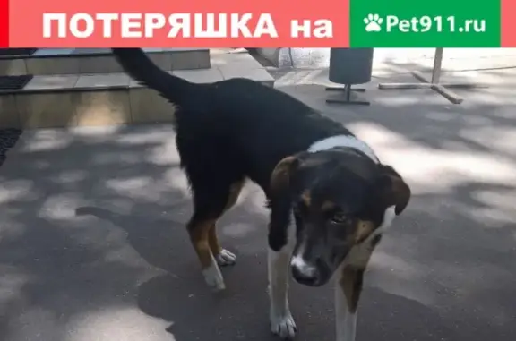 Найдена собака с красным ошейником на Волоколамском шоссе, д.88 стр.4