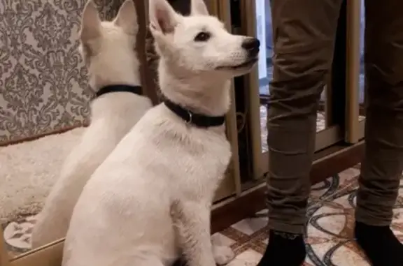 Найдена собака в Ногинске, ищем хозяев
