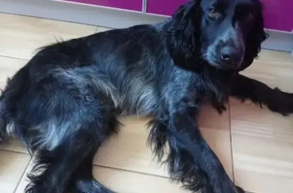 Найдена собака на ул. Пушкинской в Дзержинске