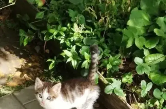 Найден котенок в Красницах, Гатчинский рн