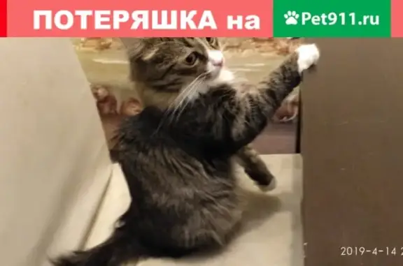 Пропала кошка Тимофей в поселении Воскресенское, Москва, Садовое Товарищество Пион (239)