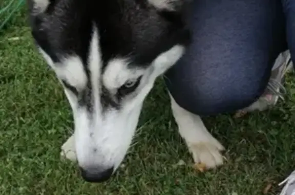 Найдена собака, Москва, фото: Потерялась хаски возле прудов в районе Авиаторов #потеряшка