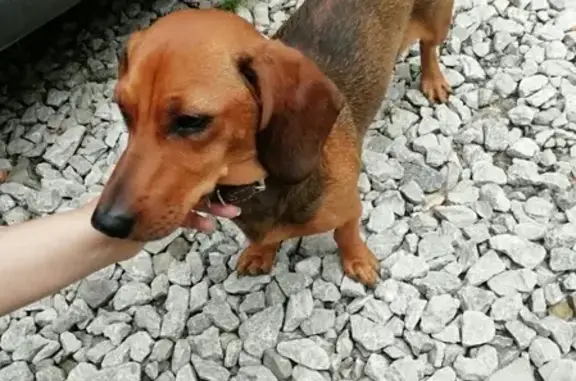 Найдена домашняя собака в Березниках