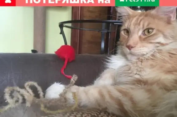 Пропала кошка Ронин на ул. Кирова 4 (Новокузнецк)