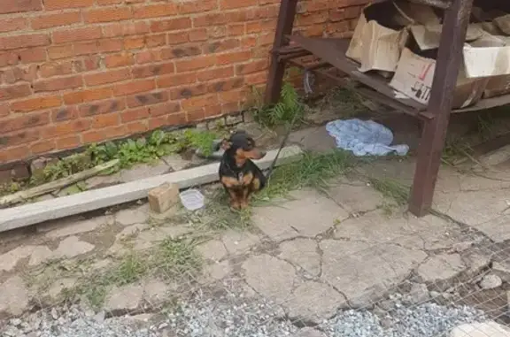 Найден щенок такса в Поварово