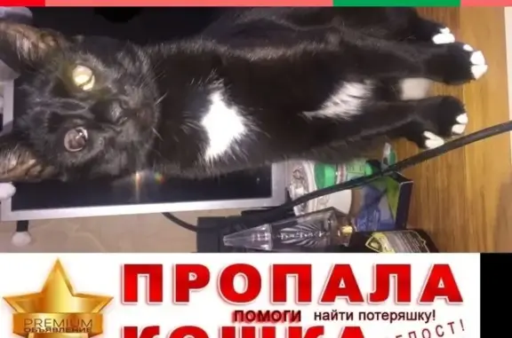 Пропала кошка в Москве, ул. Крылатские Холмы, 27к2.