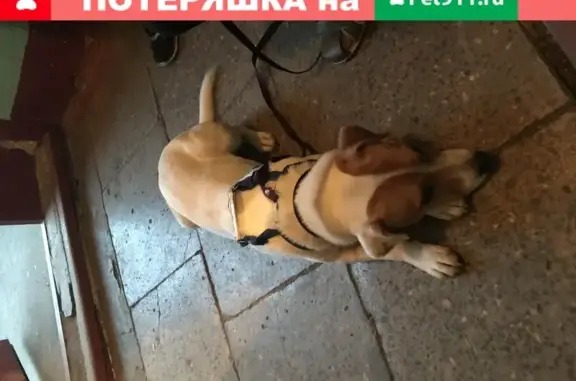Собака с клеймом найдена на ул. Коминтерна, 27