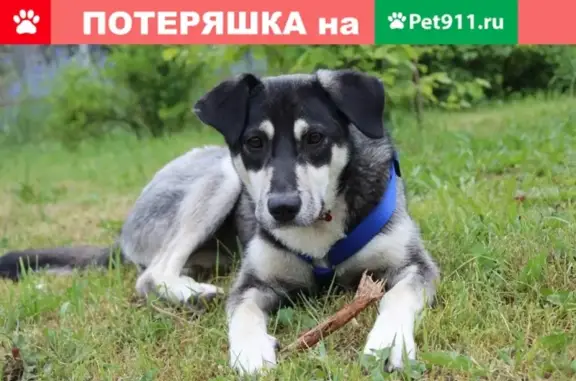 Найдена идеальная собака в Москве - Николь!