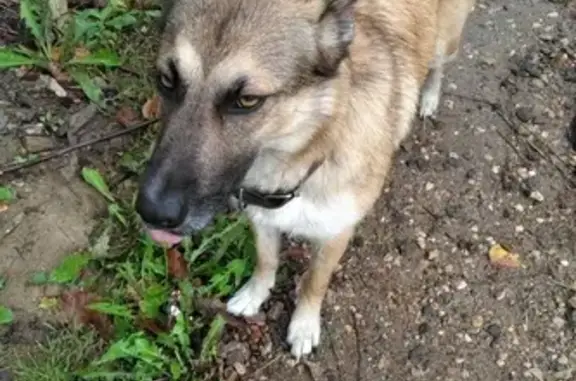 Потерянные животные Москва, фото: Пропала собака в Москве с коричневым ошейником