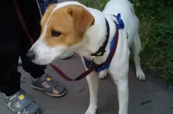 Собака Джек Рассел найдена на улице Коминтерна.