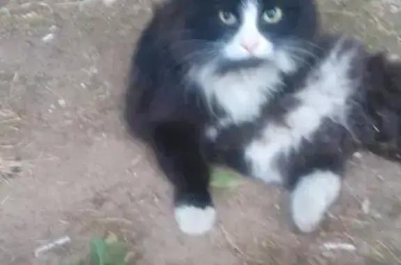 Найдена кошка в Раменском, нужен дом