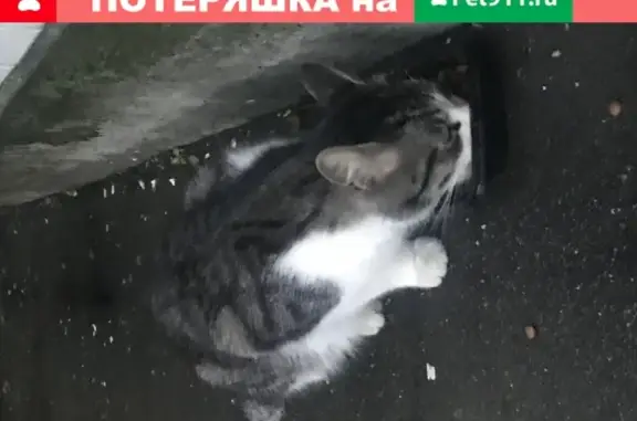 Найден домашний кот на Волынской, 8