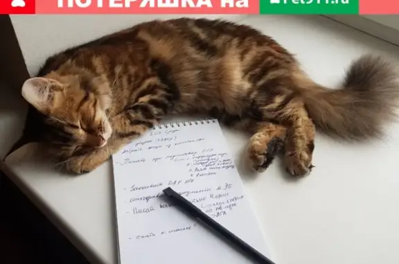 Найдена кошка, М. Третьяковская, ищет хозяев (Садовническая ул.)