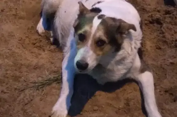 Собаки потеряшки, Москва, фото: Потеряшка собака Метис на улице Тимура Фрунзе, 18