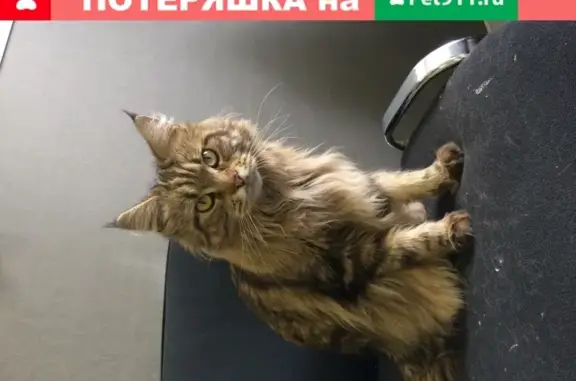Найдена кошка возле метро Комсомольская