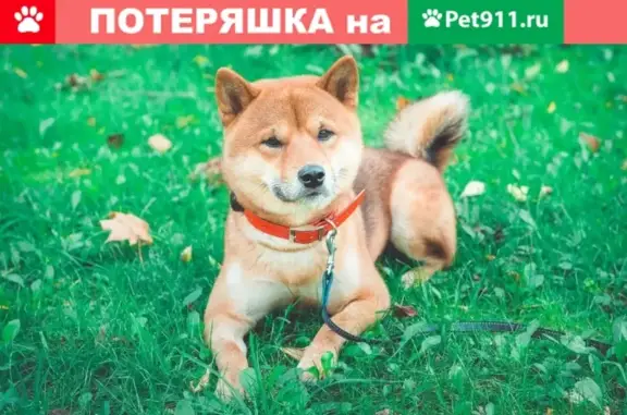 Пропала собака в Оборино, Владимирская область, вознаграждение!