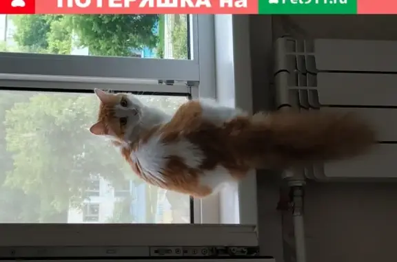 Кот молодой и игривый найден в Новосибирске.